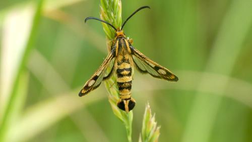 Réf. 324 423 : Chamaesphecia sp.
